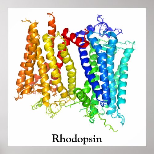 Rhodopsin Poster