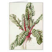 Rhubarb Chard 1992 (Front)