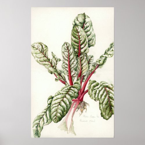 Rhubarb Chard 1992 Poster