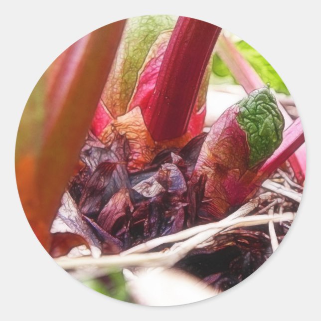 Rhubarb Sprouting In The Spring Garden Classic Round Sticker (Front)
