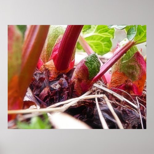Rhubarb Sprouting In The Spring Garden Poster