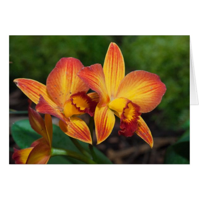 Rhyncattleanthe Love Tapestry Cards (Front Horizontal)