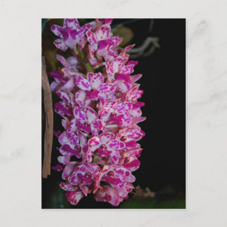 Rhynchostylis gigantea point orchid postcard