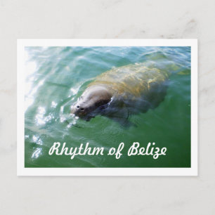 Rhythm of Belize Manatee in the River Blank Card