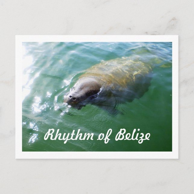 Rhythm of Belize Manatee in the River Blank Card (Front)