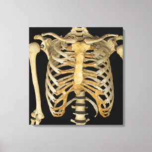 Rib Cage Canvas Print