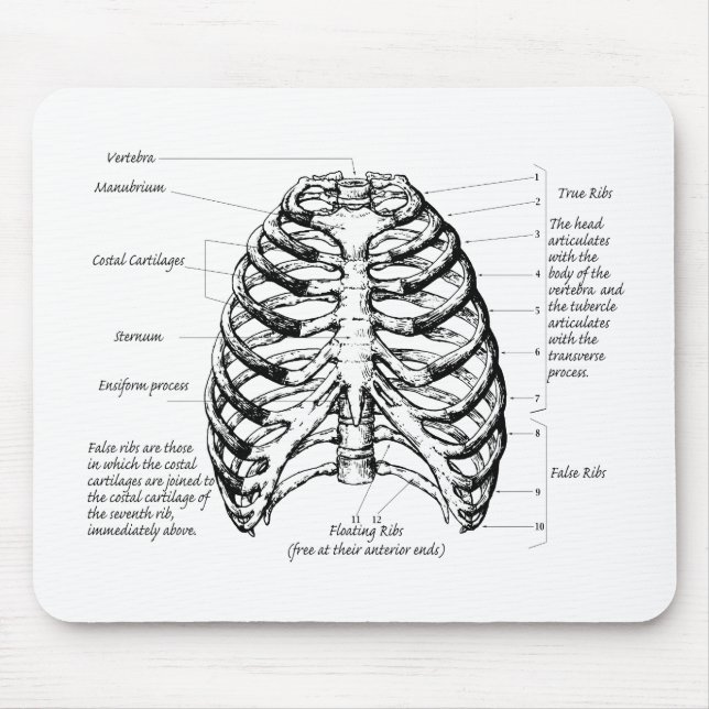 Rib cage mouse pad (Front)