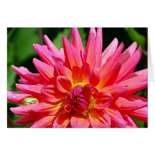 Ribbit (Front Horizontal)