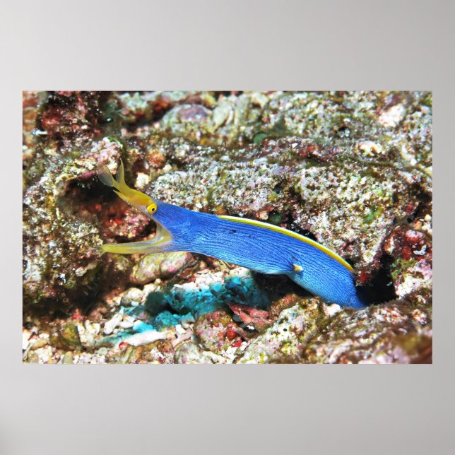 Ribbon Eel Poster (Front)