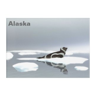 Ribbon Seal On Ice