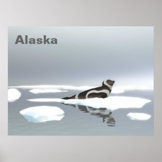 Ribbon Seal On Ice