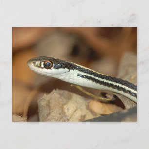 Ribbon Snake. Postcard