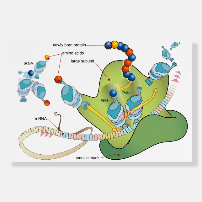 Ribosome mRNA tRNA molecules proteins Diagram  Foam Board (Front)