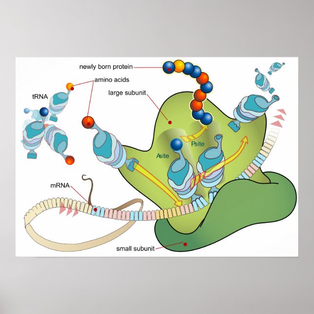Ribosome mRNA tRNA molecules proteins Diagram Poster (Front)