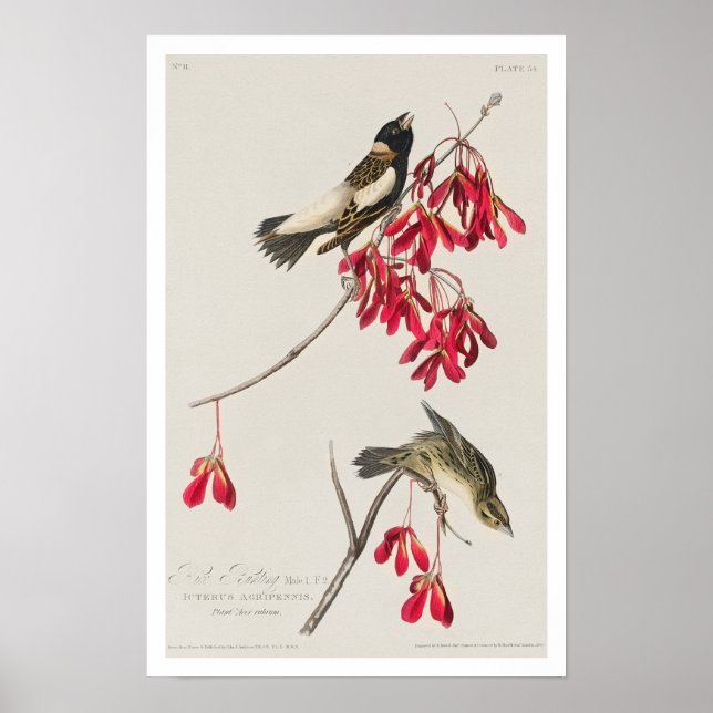 Rice Bird by Audubon Poster (Front)