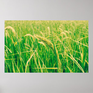 Rice field in rural and fresh,  vintage styleabstr poster