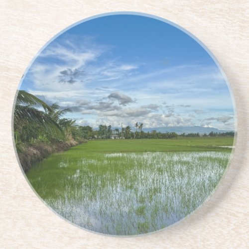 Rice field under a blue sky coaster