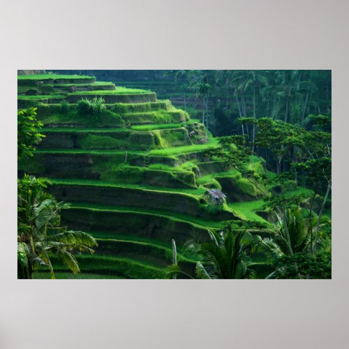 Rice Fields Bali Indonesia Poster