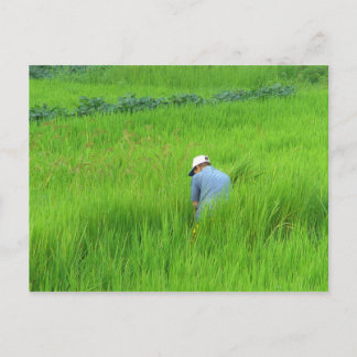 Rice harvest in Waegwan, Southkorea Postcard