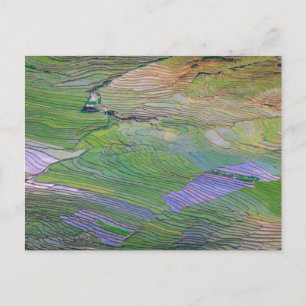 Rice paddies in Sapa Postcard