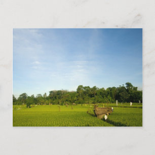 Rice paddy field in Bali Postcard