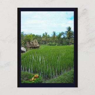 Rice Paddy, Ubud Bali, Indonesia Postcard