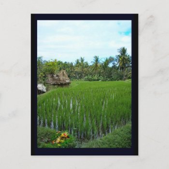 Rice Paddy  Ubud Bali  Indonesia Postcard by sequindreams at Zazzle