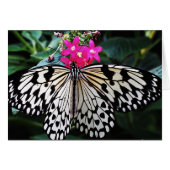 Rice Paper on Pink (Front Horizontal)