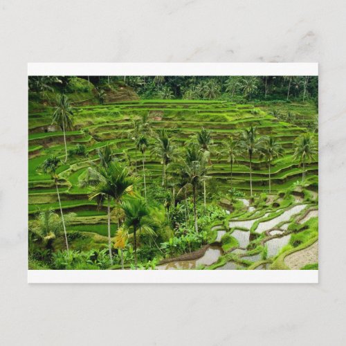 Rice terrace in Bali Postcard