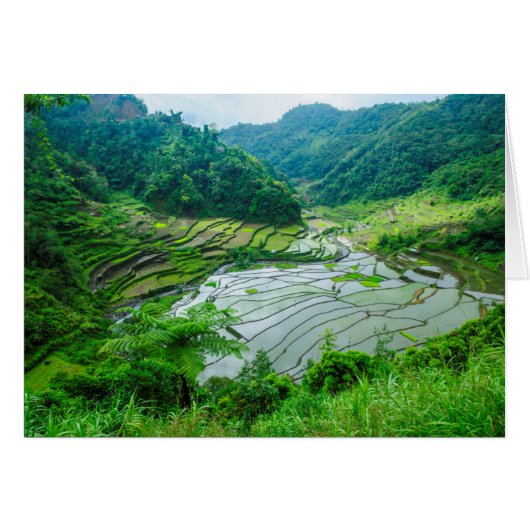 Rice terrace landscape, Philippines Cards (Front Horizontal)