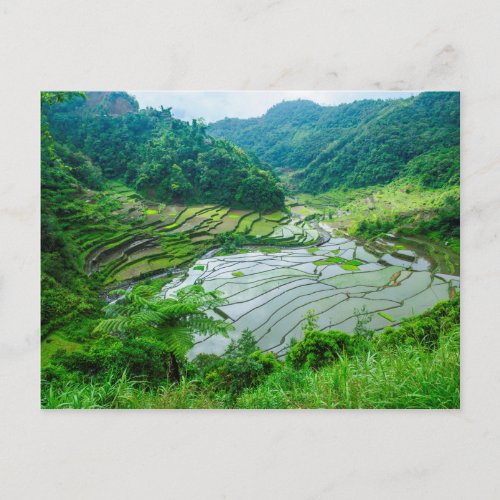 Rice terrace landscape Philippines Postcard