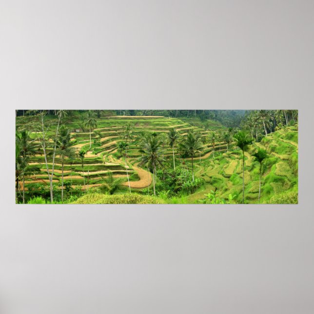 Rice Terraces in Bali Poster Print (Front)