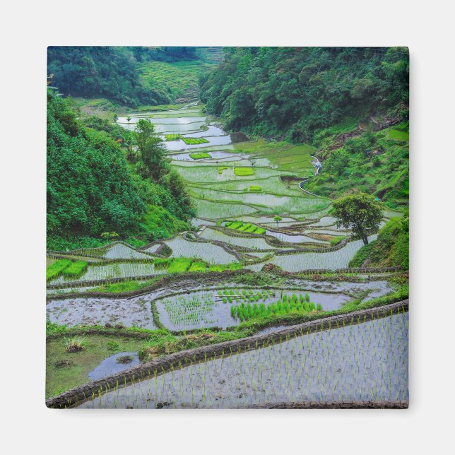 Rice Terraces of Banaue, Luzon Magnet (Front)