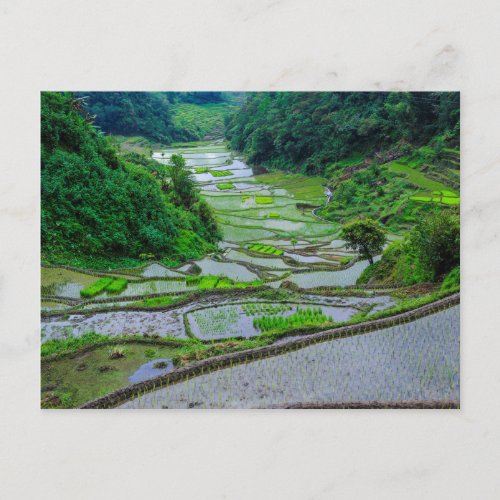 Rice Terraces of Banaue Luzon Postcard