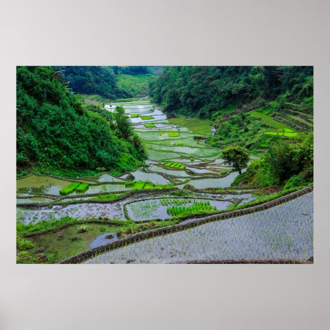 Rice Terraces of Banaue, Luzon Poster (Front)