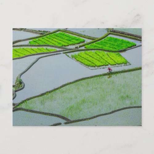 Rice Terraces of Luzon Postcard