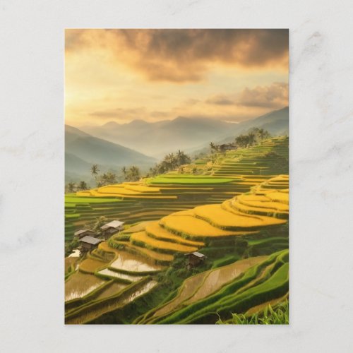 Rice Terraces Sunrise Postcard