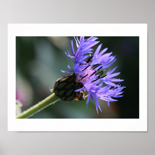 Rich Blue Purple Cornflower Bachelor's Bee Poster (Front)