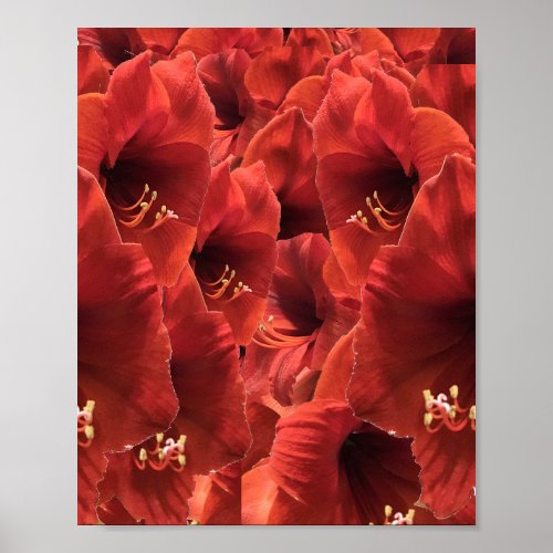 Rich Earthy Ruby Red Amaryllis Composite Photo Poster