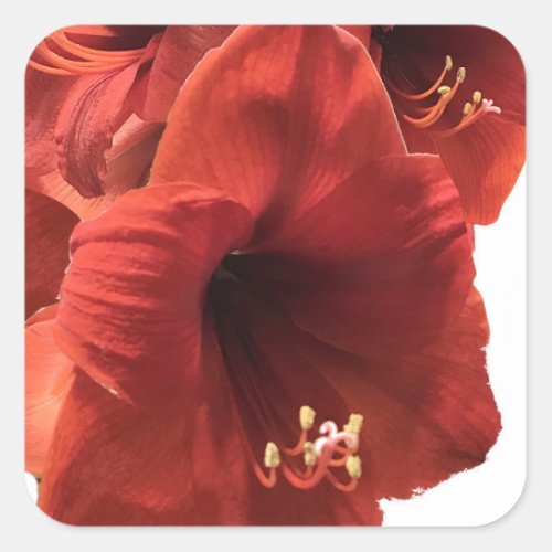 Rich Earthy Ruby Red Amaryllis Composite Photo Square Sticker