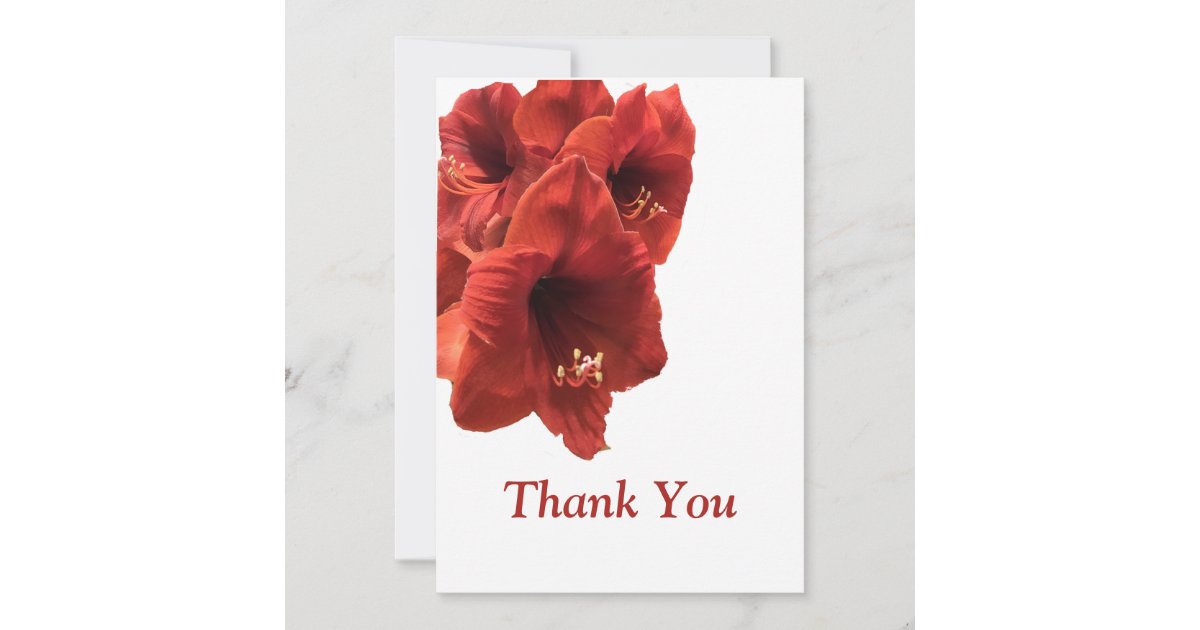 Rich Earthy Ruby Red Amaryllis Composite Photo Thank You Card | Zazzle
