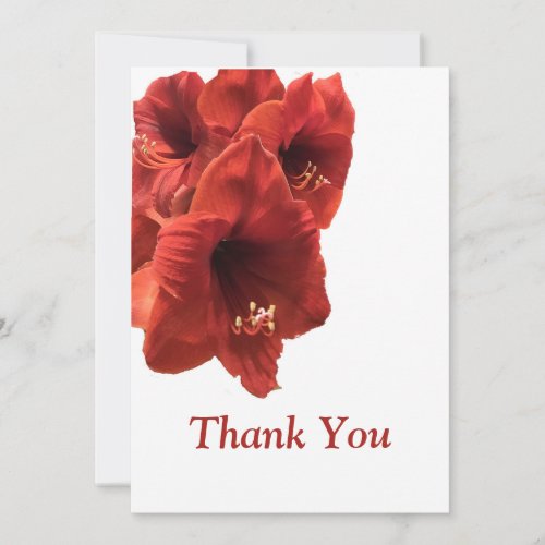 Rich Earthy Ruby Red Amaryllis Composite Photo Thank You Card