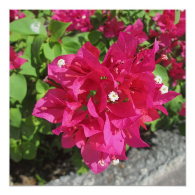 Rich Red Bougainvillea Poster (Front)