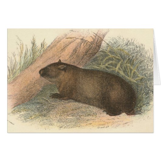 Richard Lydekker - Tasmanian Wombat Cards (Front Horizontal)