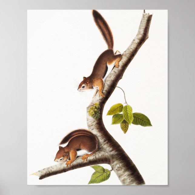Richardson's Columbian Squirrel Illustration Poster (Front)