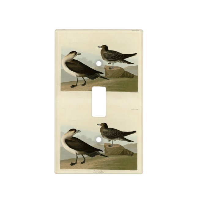 Richardson's Jager from Audubon's Birds of America Light Switch Cover (Front)