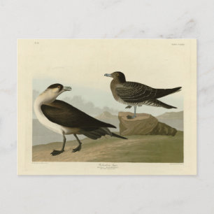 Richardson's Jager from Audubon's Birds of America Postcard