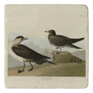 Richardson's Jager from Audubon's Birds of America Trivet