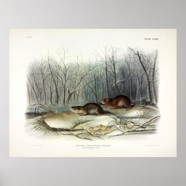 Richardson's Meadow Mouse, Water Vole by Audubon Poster (Front)