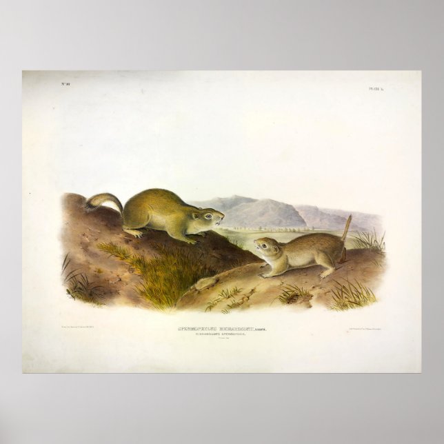 Richardson's Spermophile, Ground Squirrel, Audubon Poster (Front)
